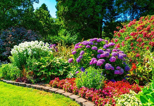 Buy Trees Online  Shop the Arbor Day Tree Nursery