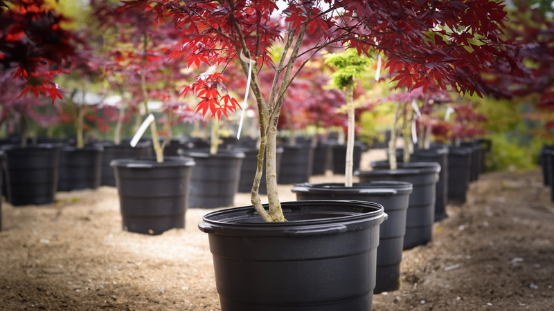 potted trees at a tree nursery.