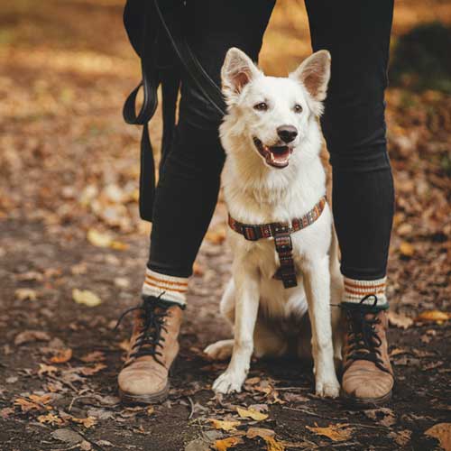 White dog wearing a harness sits between a hiker’s legs on a leaf-covered trail, with the person’s boots and leash visible.