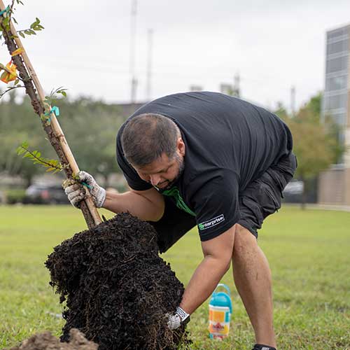Man planting a tree in a grassy area