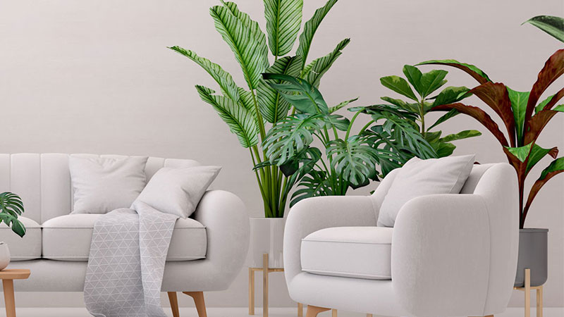 house plants in living space