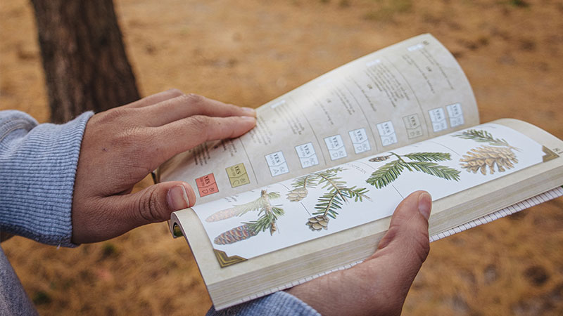 perspective of a person reading a tree guide while on a trail